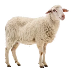 Fotobehang Schapen A Portrait of a White Sheep Standing In Front of  isolated on a transparent background  © Anatoli