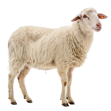 A Portrait of a White Sheep Standing In Front of  isolated on a transparent background
