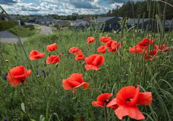 A field dotted with bright red poppy flowers that stand out against the green grass. The flowers have delicate, slightly wrinkled petals, typical of poppies.
