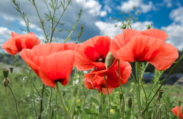 Several bright red flowers of the poppy. Their petals are delicate, slightly wrinkled, which gives...