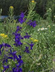 Several flowers of Larkspur, characterized by their rich violet-blue color. The flowers have a...
