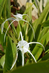 Photo Of A Tropical Fijian White Flower