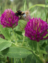 two inflorescences of red clover. The flowers consist of many small flowers collected in dense...