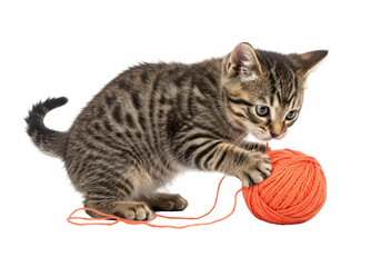 Isolated Kitten Playing with Orange Ball of Yarn