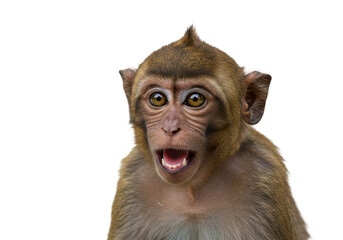 Isolated Shocked Baby Monkey Wide Eyed