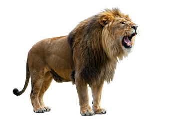 Isolated Roaring Lion Displaying Power and Majesty