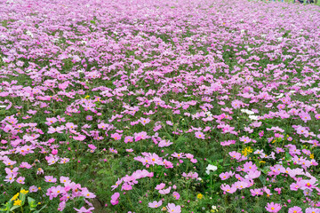 A breathtaking view of a vast cosmos flower field in full bloom, with pink, white, and magenta petals dancing under the sunlight. The vibrant meadow stretches into the horizon, creating a dreamy