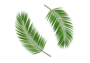 Isolated Palm Leaves Tropical Green Foliage