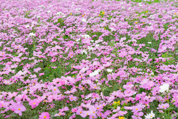 A breathtaking view of a vast cosmos flower field in full bloom, with pink, white, and magenta petals dancing under the sunlight. The vibrant meadow stretches into the horizon, creating a dreamy