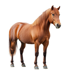 Obraz premium A brown horse standing isolated on transparent background