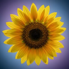Fototapeta premium Yellow Sunflower with Vibrant Petals