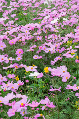 A breathtaking view of a vast cosmos flower field in full bloom, with pink, white, and magenta petals dancing under the sunlight. The vibrant meadow stretches into the horizon, creating a dreamy