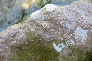Prehistoric shell on limestone layer in clear water