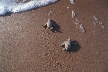 Tortue Luth-Dermochelys coriacea