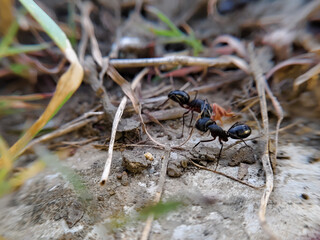 close up of Japanese black carpenter ant (Camponotus japonicus)