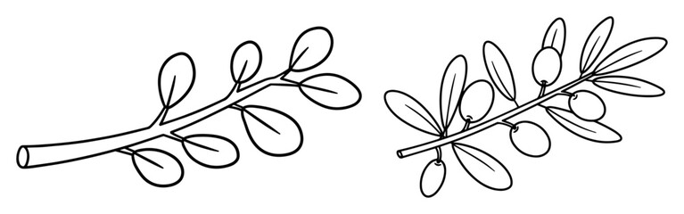 botanical olive branch outline vector illustration