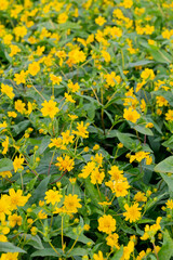 A breathtaking view of a vast cosmos flower field in full bloom, with pink, white, and magenta petals dancing under the sunlight. The vibrant meadow stretches into the horizon, creating a dreamy