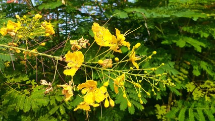 Kembang merak or Peacock flower (Caesalpinia pulcherrima) in the garden. Also known as poinciana, red bird of paradise, Mexican bird of paradise, dwarf poinciana, pride of Barbados, flos pavonis.