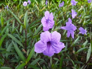 Kencana Ungu flower (Ruellia simplex) in the garden. Also known as Mexican petunia, Mexican bluebell or Britton's wild petunia.