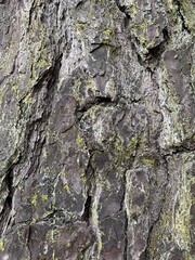 tree bark texture