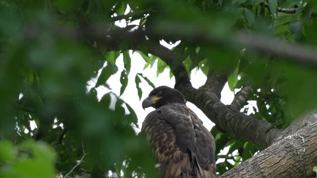 Young White-tailed Eagle
