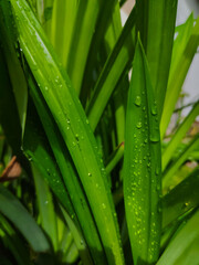 Fototapeta premium close up of pandan leaf plant with dew