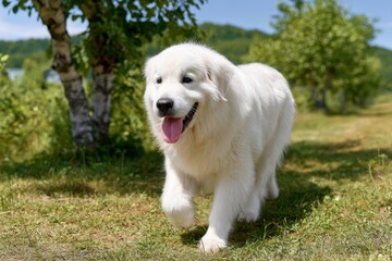 Happy dog running to camera banner
