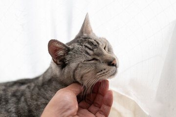 可愛い猫を撫でる飼い主　サバトラ猫
