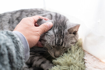 可愛い猫を撫でる飼い主　サバトラ猫
