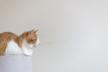 キャットタワーの上でくつろぐ可愛い猫　茶トラ白