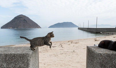 堤防を飛び越える可愛い猫