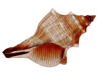 Seashell