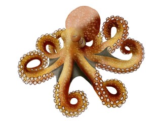 Octopus isolated on white