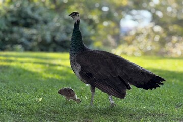 Fototapeta premium Indian peafowl (Pavo cristatus) female and baby