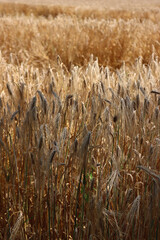Close-up of golden wheat field ready to harvest on summer.Triticum agricultural field in the...