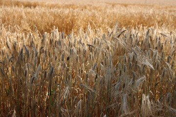 Close-up of golden wheat field ready to harvest on summer.Triticum agricultural field in the...