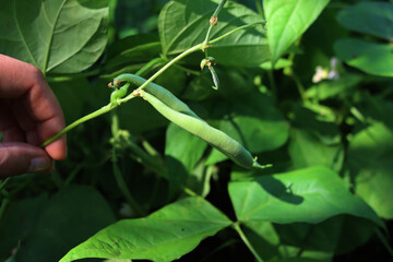 Close-up of woman’s hand harvesting French bean pods on plants . French or green bean plant  in...