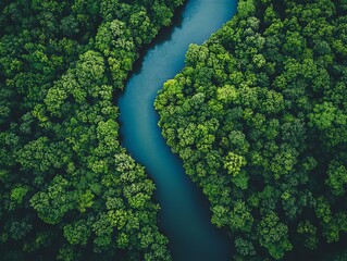 Aerial View of Green Forested River Canyon Surrounded by Dense Trees in Nature