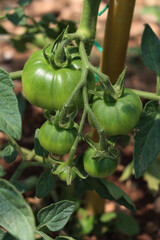 Close-up of growing unripe green tomatos on branches  in the vegetable garden on summer