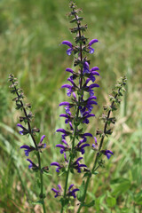 Salvia pratensis in bloom. Sage plant with purple flowers in the meadow
