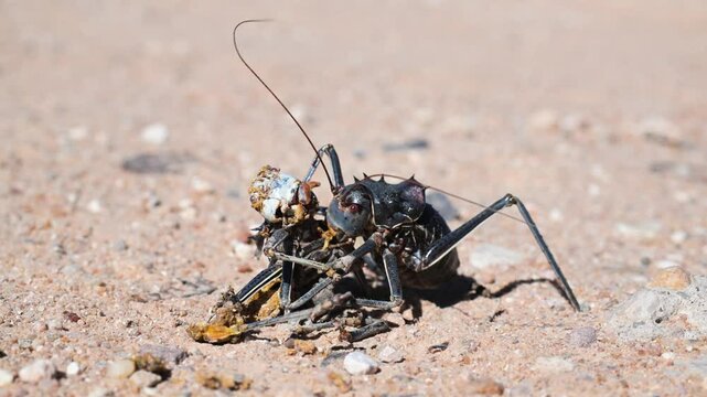 Armoured ground cricket, Acanthoplus discoidalis, cannibalism, large, thick-bodied, wingless cricket, omnivorus, it bites, squirts its acrid-smelling blood, vomits its stomach contents, common, it app