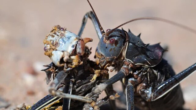 Armoured ground cricket, Acanthoplus discoidalis, cannibalism, large, thick-bodied, wingless cricket, omnivorus, it bites, squirts its acrid-smelling blood, vomits its stomach contents, common, it app