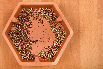 An overhead shot shows a terracotta hexagonal sprouting tray containing germinating radish seeds...