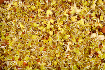 A close-up shot captures a dense mixture of freshly germinated alfalfa, radish, and mung bean...