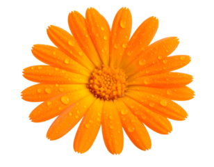 Bright Yellow Flower with Water Drops on Petals Close Up