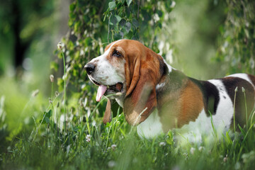 cute basset hound dog posing on grass in summer