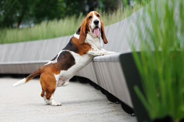 happy basset hound dog standing on the bench with front paws