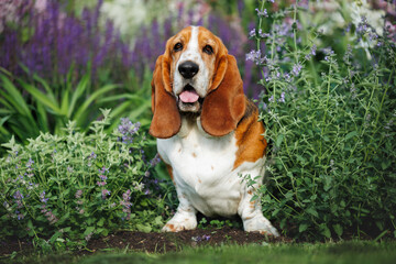 cheerful basset houn dog posing in the garden