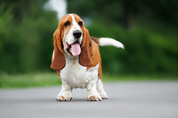 happy basset hound dog standing in the park in summer