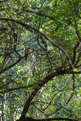 Vertical photo through dense thickets of trees - an adult sparrowhawk sits on a branch in the forest, and a frightened squirrel runs along the branch of another tree.